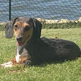 Sterling - Dachshund