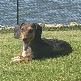Sterling - Dachshund