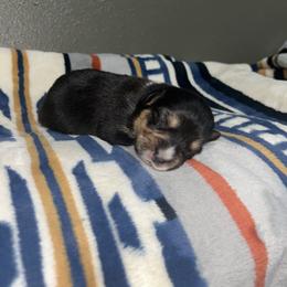 Hershey - Black and tan female Pembroke Welsh Corgi puppy in Washington from Castle View Royal Rumps