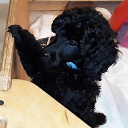 Poodle Puppies from Serendipite Poodles