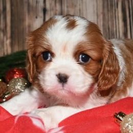Cavalier King Charles Spaniels from Amber Field Cavaliers
