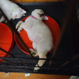 German Shepherd Puppies from Arctic Argonauts