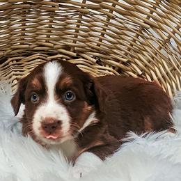 Chai - Red tri-color female Australian Shepherd puppy in California from Skiba Aussies