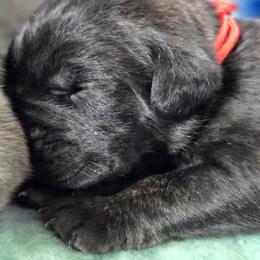 Cane Corso Puppies from Willow Creek Cane Corsos