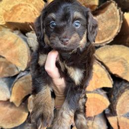 Mocha - Phantom female Double Doodle puppy in Horseshoe Bend, Idaho from Over the Moon Poodles and Doodles