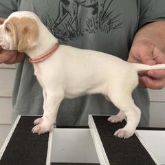 Pink Collar Girl - Orange and white female Pointer puppy in Youngsville, North Carolina from Dogma Pointers & Bulldogs