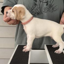 Pink Collar Girl - Orange and white female Pointer puppy in Youngsville, North Carolina from Dogma Pointers & Bulldogs