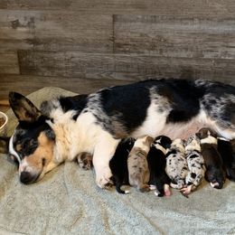 American Corgi and Pembroke Welsh Corgi Puppies from Abundant Joy Corgis