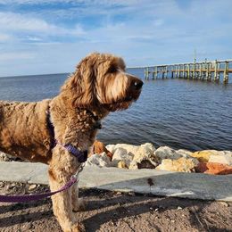 Hope - Goldendoodle