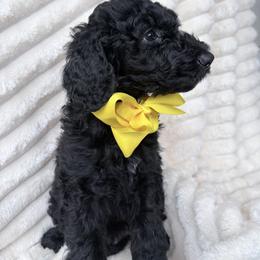 Yellow Collar Boy - Black male Goldendoodle puppy in Knoxville, Tennessee from Niya’s Doodles