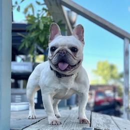 French Bulldog puppies from Azaleas Euro Boxers & Boston Terriers