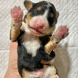 Traditional Tricolor 2 - Tri-color male Bernedoodle puppy in Brooksville, Florida from Kruger Doodles