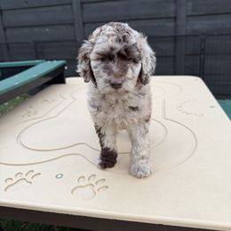 Dollop - Merle female Goldendoodle puppy in Garland, Texas from Twilight Doodles