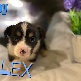 Boy 1 - White and red male Pembroke Welsh Corgi puppy in Chesterton, Indiana from Oliver Pembroke Welsh Corgis