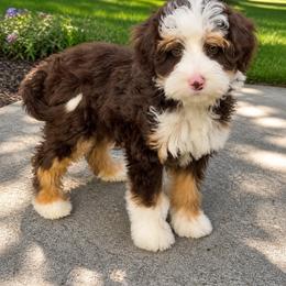 Leo - Tri-color male Bernedoodle puppy in Greenville, Texas from Doodles of Promise