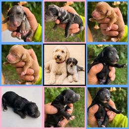 Girl 2 - Black female Goldendoodle puppy in Willits, California from Big Island Goldendoodles