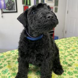 Blue - Black male Kerry Blue Terrier puppy in Ocala, Florida from Hernandez Pups