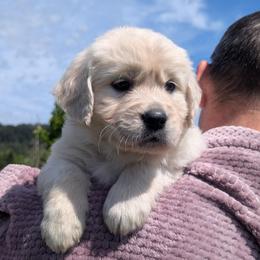 Purple - Light golden female Golden Retriever puppy in Roseburg, Oregon from Unbound Goldens