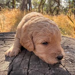 Cedar - Apricot male Goldendoodle puppy in Redding, California from O’Hara  Doodles