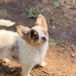 Stuart - Merle male Chihuahua puppy in Seneca, Missouri from Stephanie’s Puppy Colony
