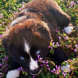 Jake - Black & white male Miniature Australian Shepherd puppy in Smithville, Arkansas from Cooper Creek Aussies