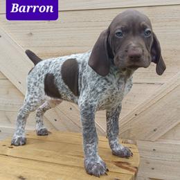 Barron - Liver roan male German Shorthaired Pointer puppy in Elberta, Alabama from Old Orchard Farm