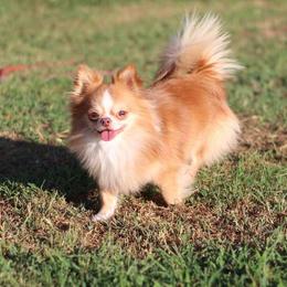 Louie - Chihuahua