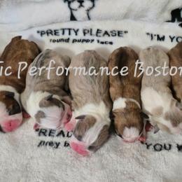 Girl 4 - Blue female Boston Terrier puppy in Griffin, Georgia from Celtic Kennel Bostons