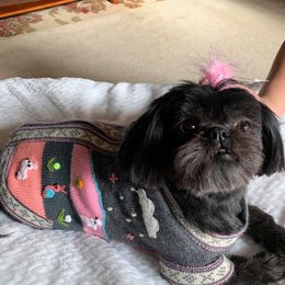 Shih Tzu Puppies from Shurbeez Shih Tzu