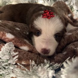 Green color - Panda female German Shepherd puppy in Marion, Ohio from Legacy K9’s