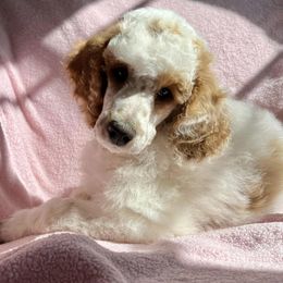 Assorted Doodle Crosses, Bernedoodle, Goldendoodle, and Poodle Puppies from Paramount Family Doodles