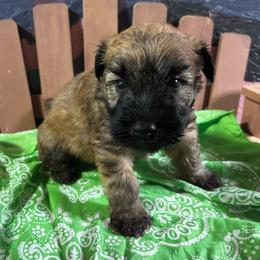 Male spot 5 - Wheaten male Soft Coated Wheaten Terrier puppy in Gladewater, Texas from Felicias Swheaties
