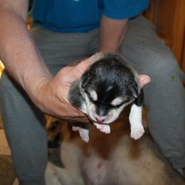 Van Gogh - Alaskan Malamute puppy in Cokato, Minnesota from WinterStarz Alaskan Malamutes