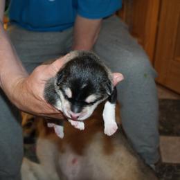 Van Gogh - Alaskan Malamute puppy in Cokato, Minnesota from WinterStarz Alaskan Malamutes
