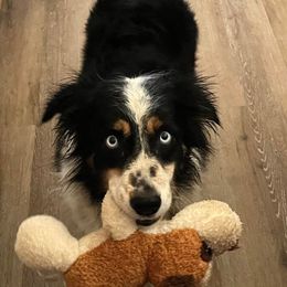 Freckles - Australian Shepherd
