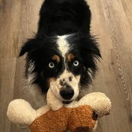 Freckles - Australian Shepherd