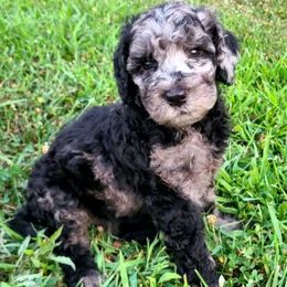 Ozzy - Merle male Sheepadoodle puppy in Owensville, Missouri from Oak Valley Kennels