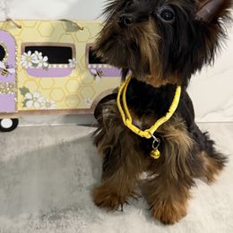 Karly - Black and gold female Yorkshire Terrier puppy in Maple Heights, Ohio from Yorkiesllc