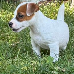 FH Miles - White and tan male Russell Terrier puppy in Andover, Connecticut from Frog Hollow Farm