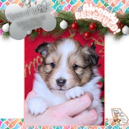 Girl 1 - Queen of Spades - Sable and white female Shetland Sheepdog puppy in Elberton, Georgia from Ioney's Southern Paws Shelties, Frenchies, and Yorkies