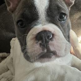 French Bulldog Puppies from The Frenchie Ravine Connection LLC
