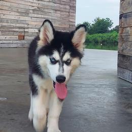 Alaskan Husky Puppies from Mawlawi Huskies