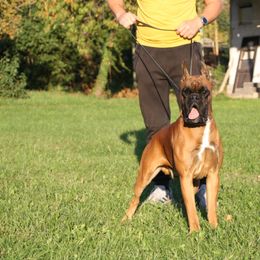 Boxer Puppies from MK Boxer Haven of CNY