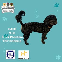 Cash - Poodle