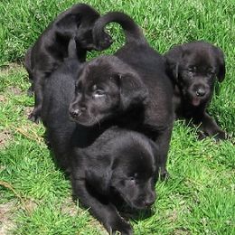 Labrador Retriever Puppies from Cedar Swamp Retrievers