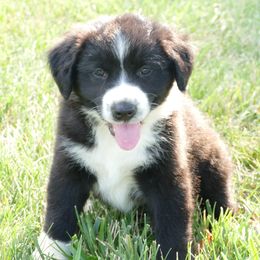 Boy 2 - Rigby - Black and white male English Shepherd puppy in California, Missouri from Oerly's English Shepherds