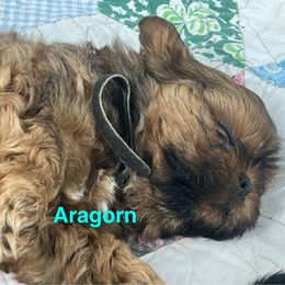 Aragorn - Chocolate and tan male Shih Tzu puppy in Bloomfield, Indiana from Meihem Pups