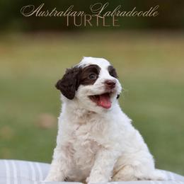 Turtle - Brown and white male Bernedoodle puppy in Denham Springs, Louisiana from GimiPup Doodles