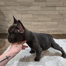 Chubbz - Tricolors male French Bulldog puppy in Lubbock, Texas from West Texas Dachshunds LLC