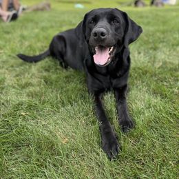 Penny - Labrador Retriever